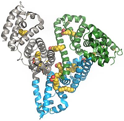 The Discovery and Development of Liraglutide and Semaglutide